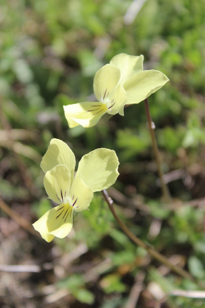 Viola cassinensis subsp. pseudogracilis photo 8