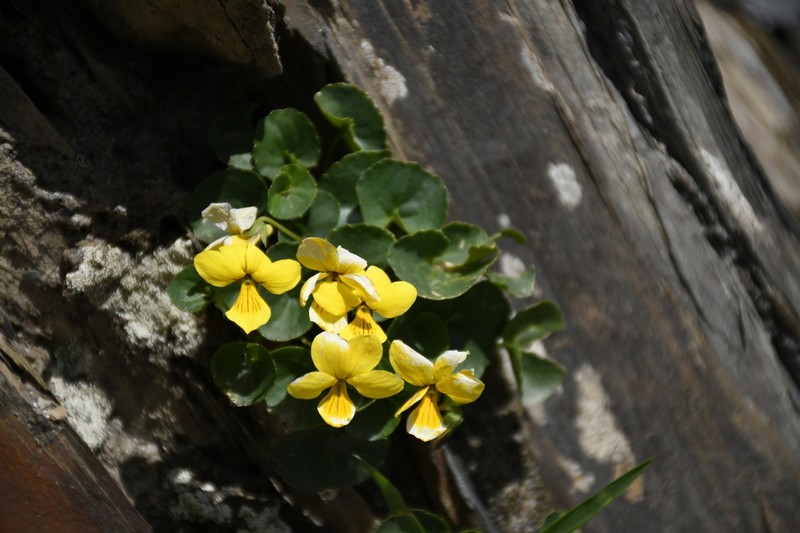 Viola caucasica