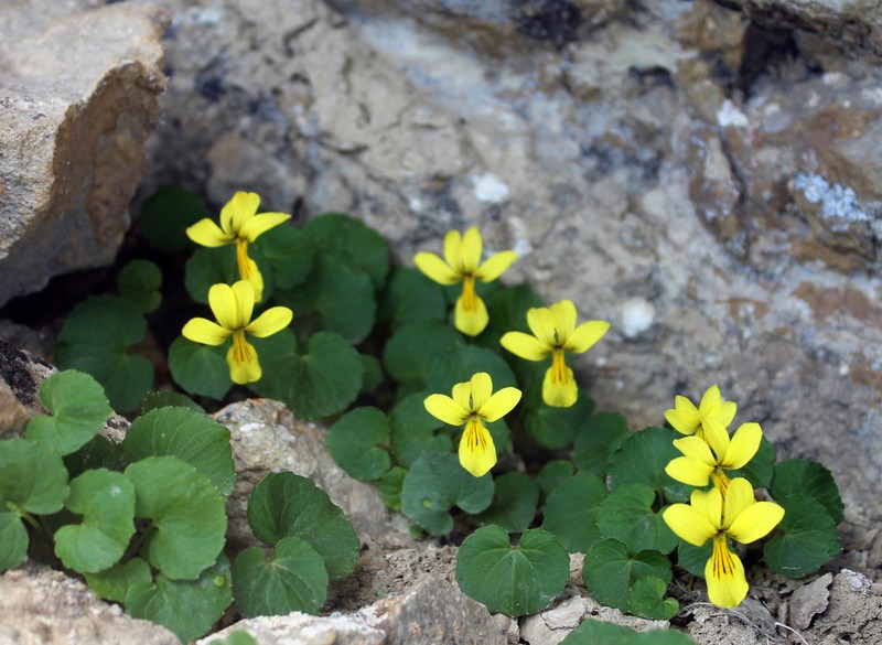 Viola caucasica photo 2