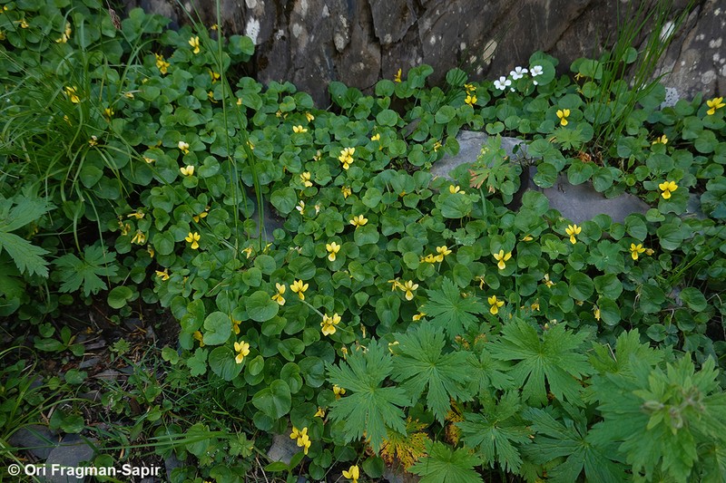 Viola caucasica photo 3