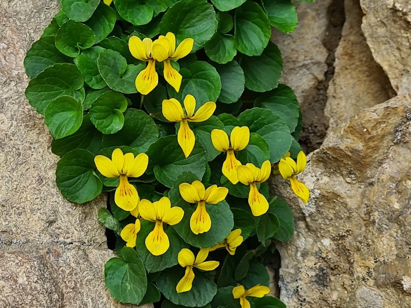 Viola caucasica photo 4