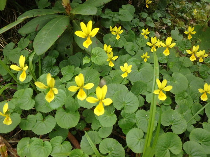 Viola caucasica photo 5
