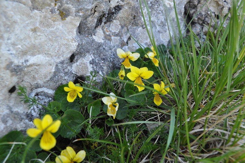 Viola caucasica photo 6