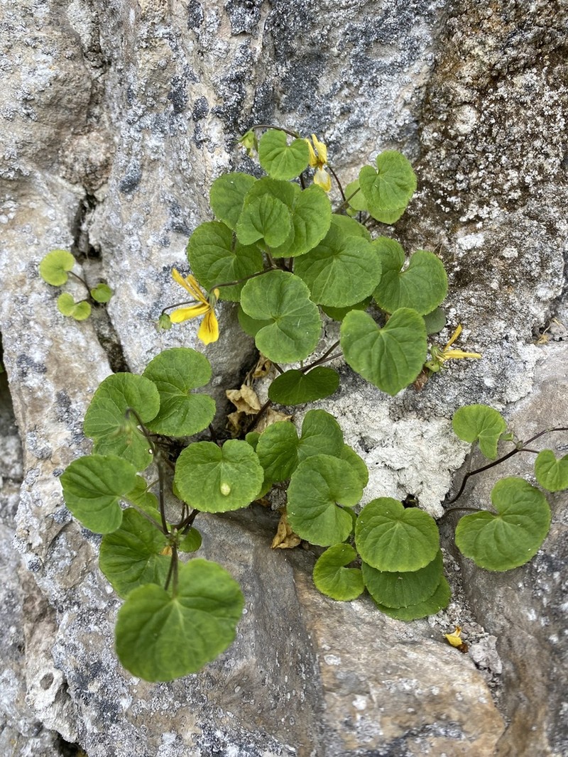 Viola caucasica photo 7