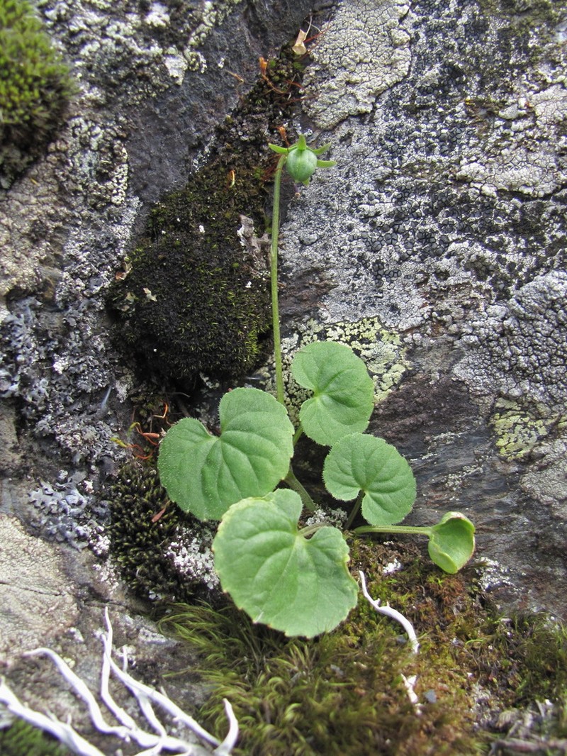 Viola caucasica photo 8