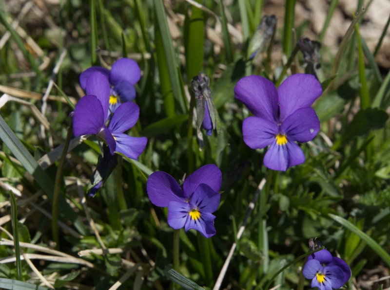 Viola cavillieri