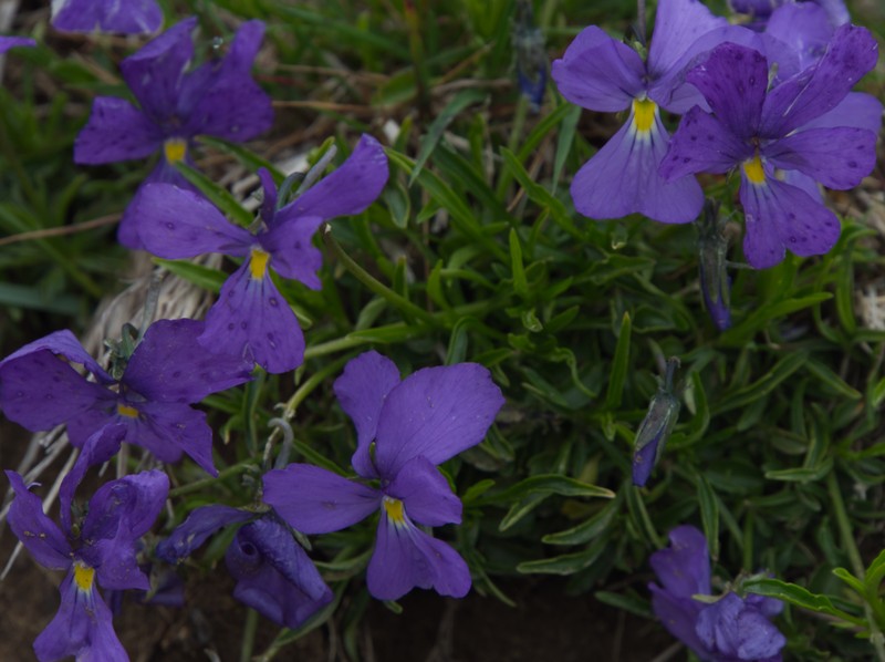 Viola cavillieri photo 2