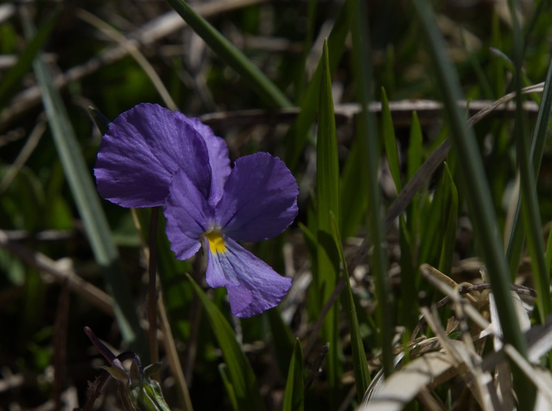 Viola cavillieri photo 3