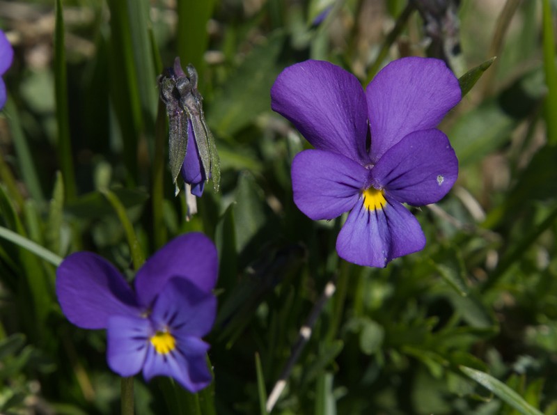 Viola cavillieri photo 4