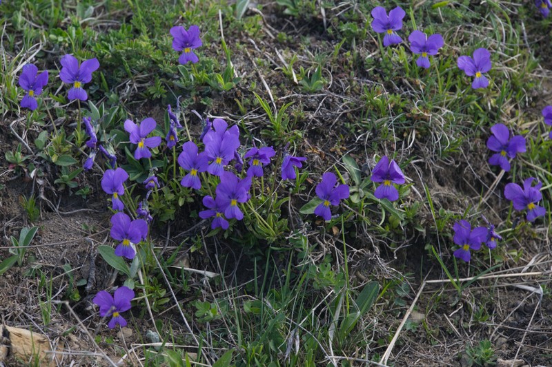 Viola cavillieri photo 5