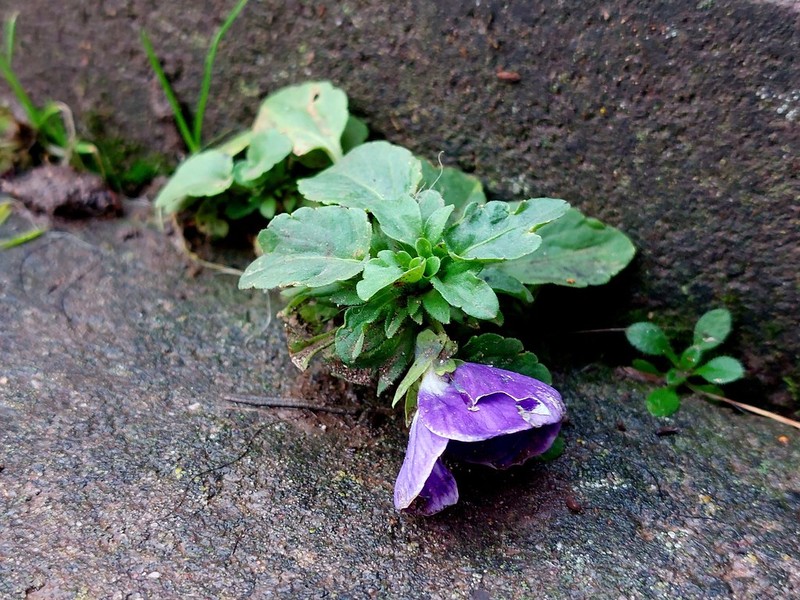 Viola cavillieri photo 6