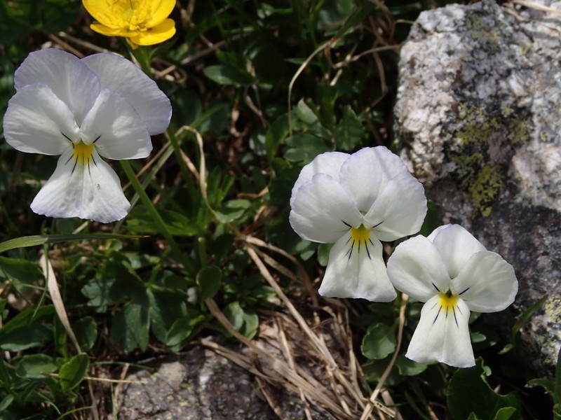 Viola cavillieri photo 7