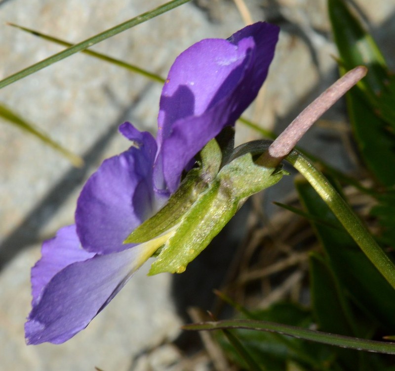 Viola cavillieri photo 8