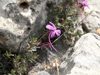 Viola cazorlensis