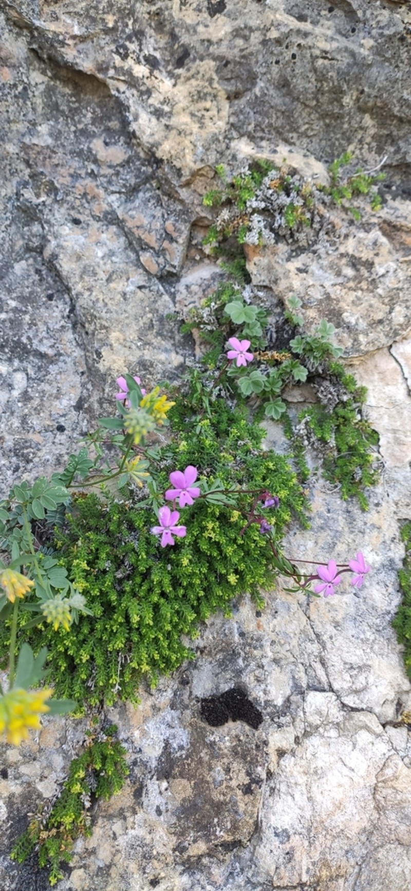 Viola cazorlensis photo 2