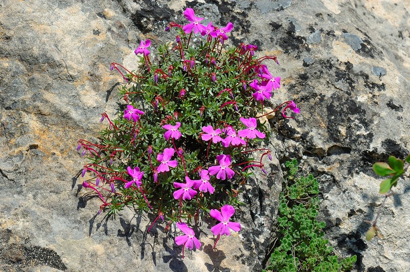Viola cazorlensis photo 3