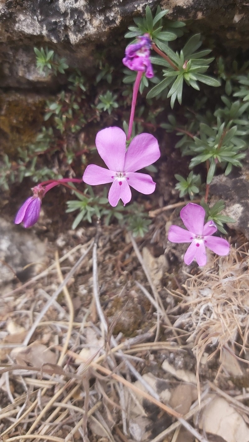 Viola cazorlensis photo 4