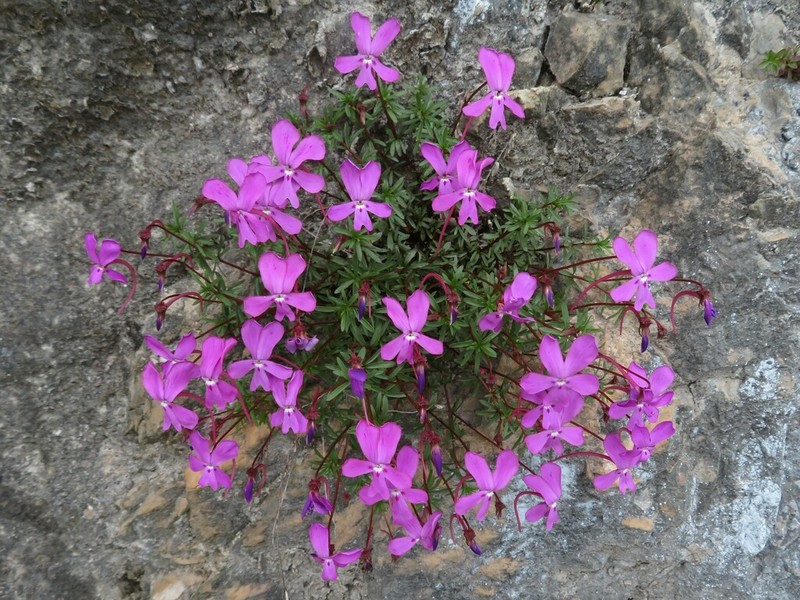 Viola cazorlensis photo 5