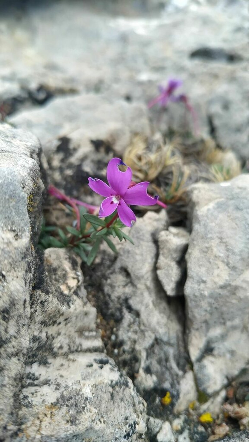 Viola cazorlensis photo 6