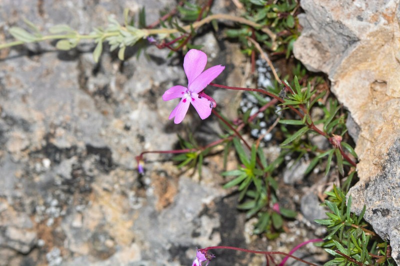 Viola cazorlensis photo 7