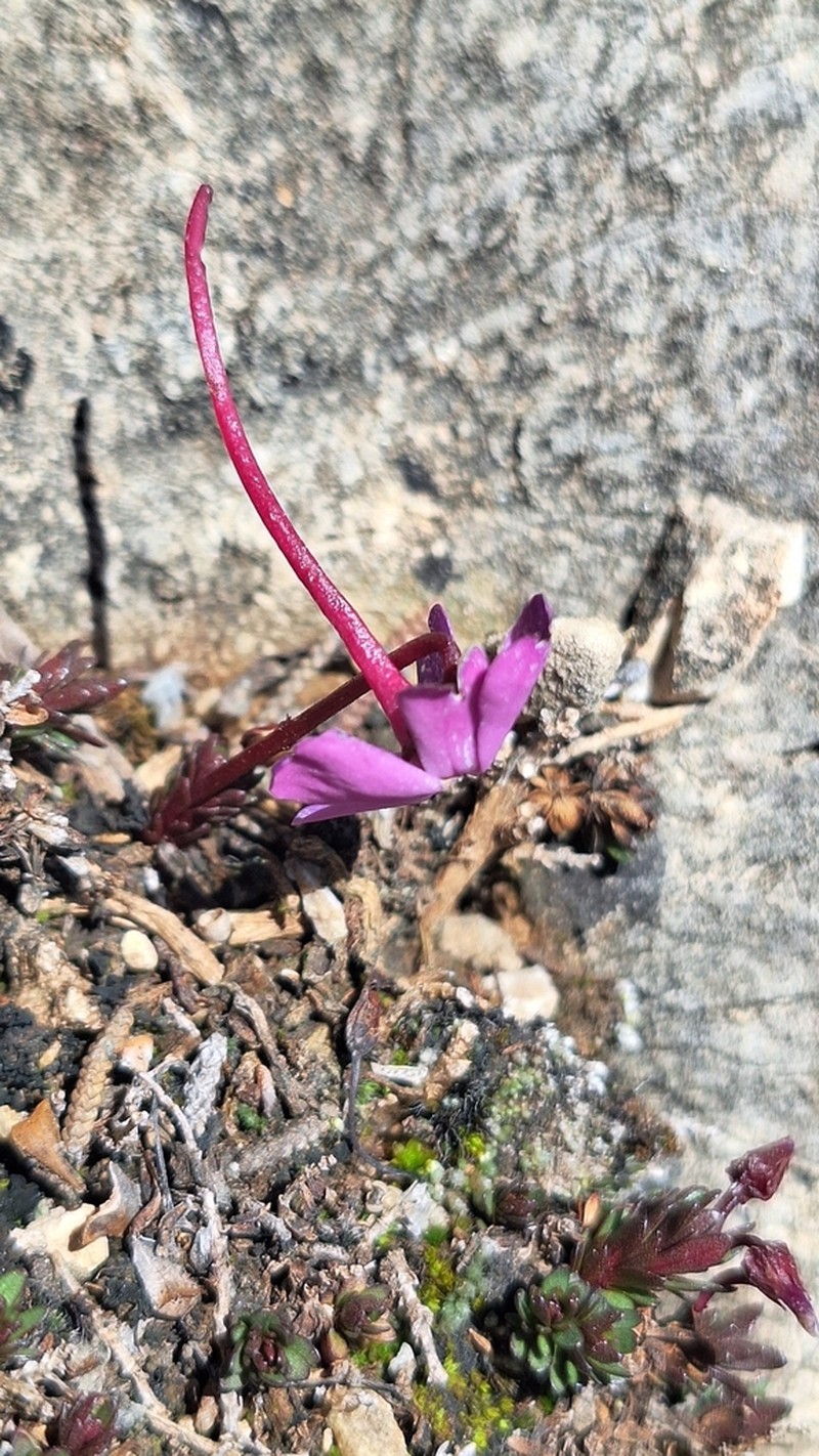 Viola cazorlensis photo 8