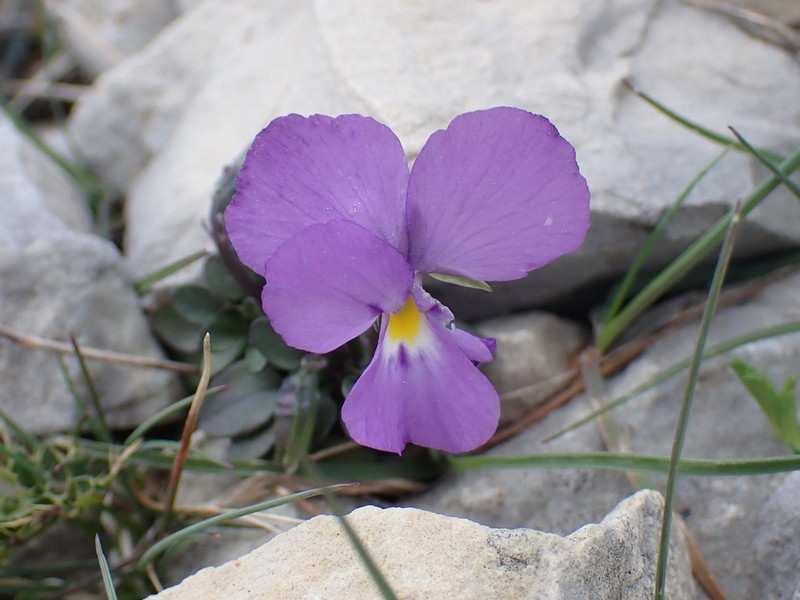 Viola cenisia