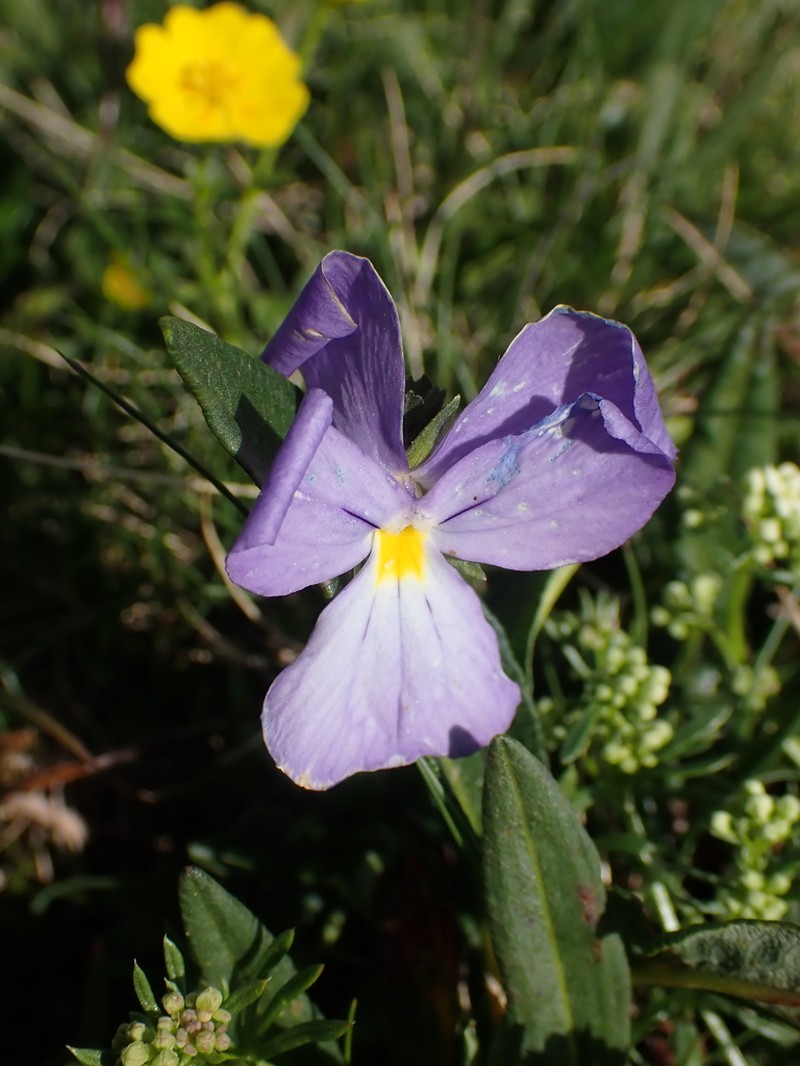 Viola cenisia photo 2