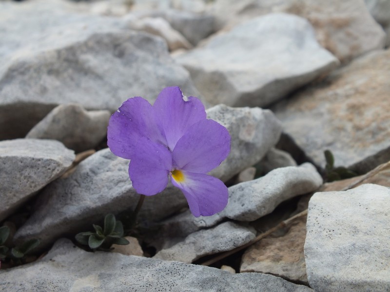 Viola cenisia photo 3