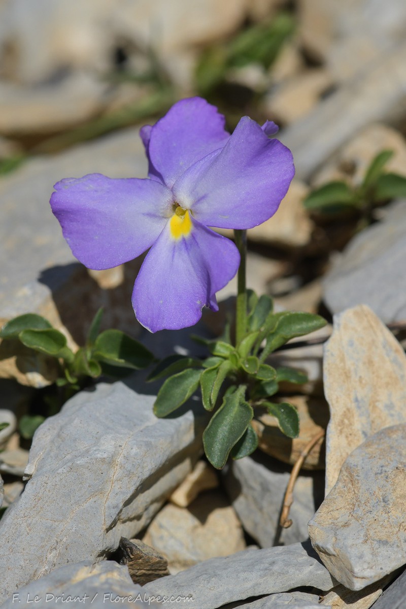 Viola cenisia photo 4