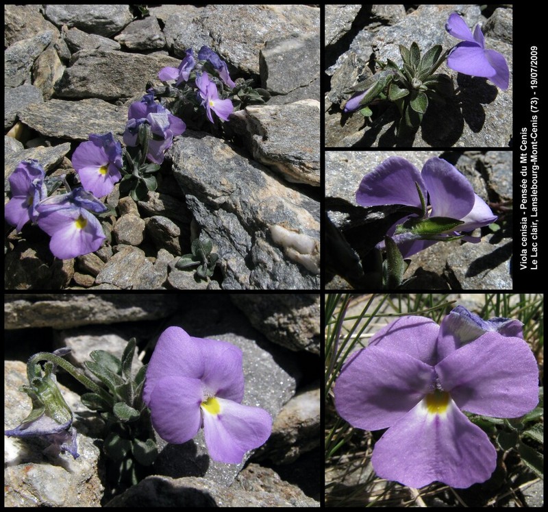 Viola cenisia photo 5