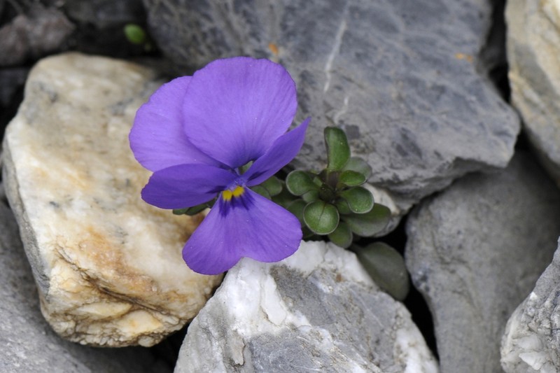 Viola cenisia photo 6