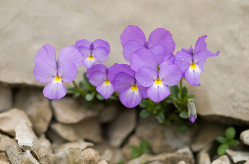 Viola cenisia photo 7