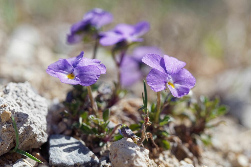 Viola cenisia photo 8