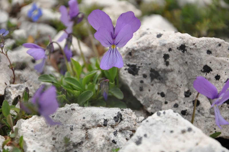 Viola cephalonica