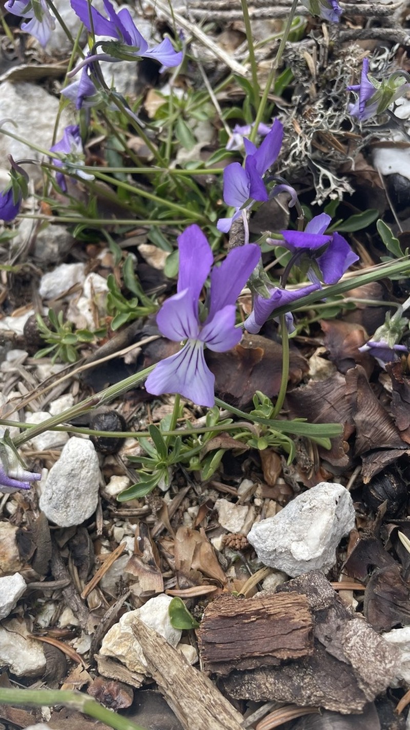 Viola cephalonica photo 2