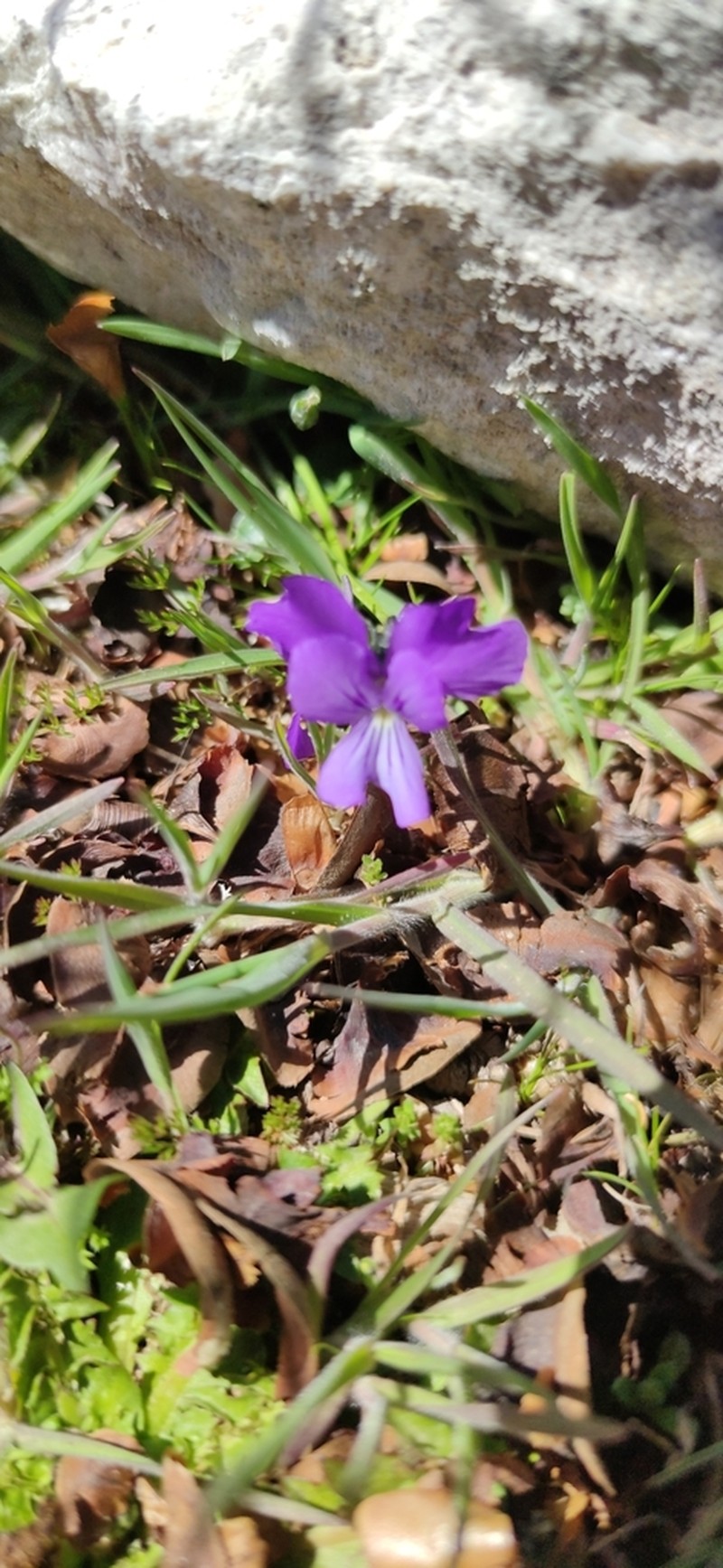 Viola cephalonica photo 3