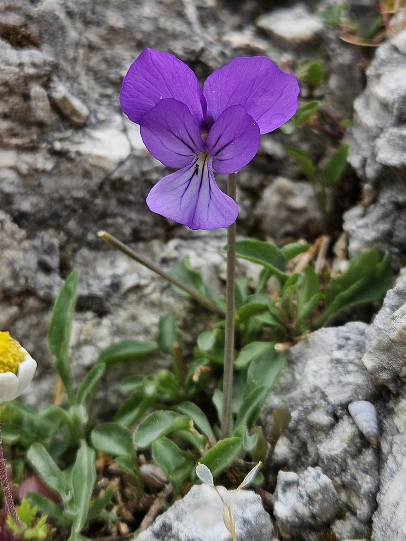 Viola cephalonica photo 4