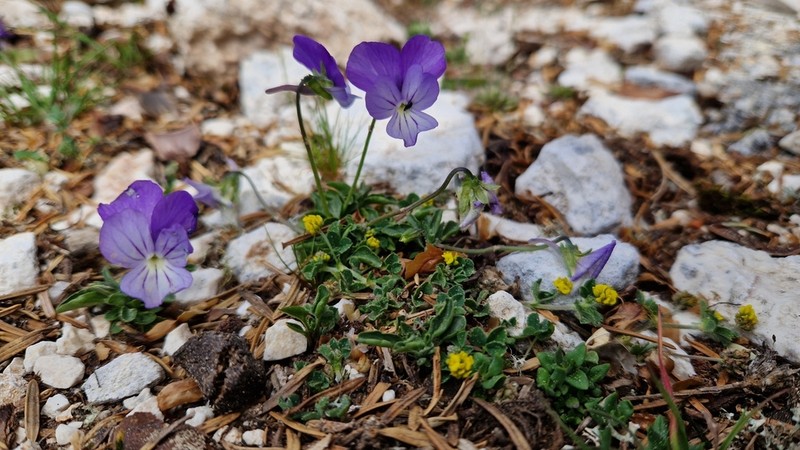 Viola cephalonica photo 5