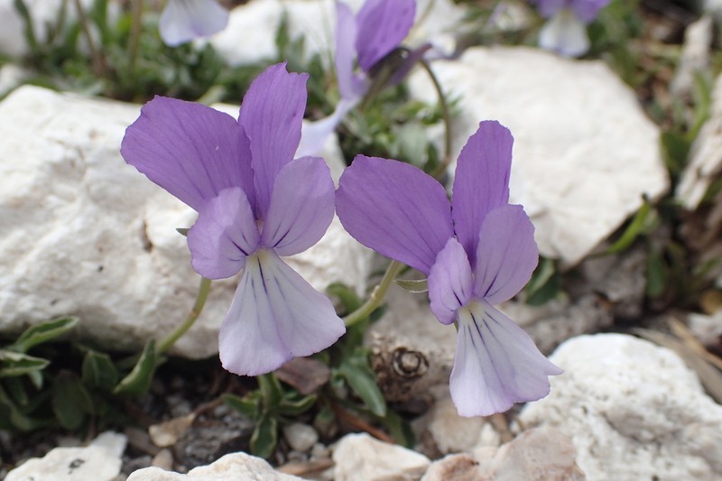 Viola cephalonica photo 6