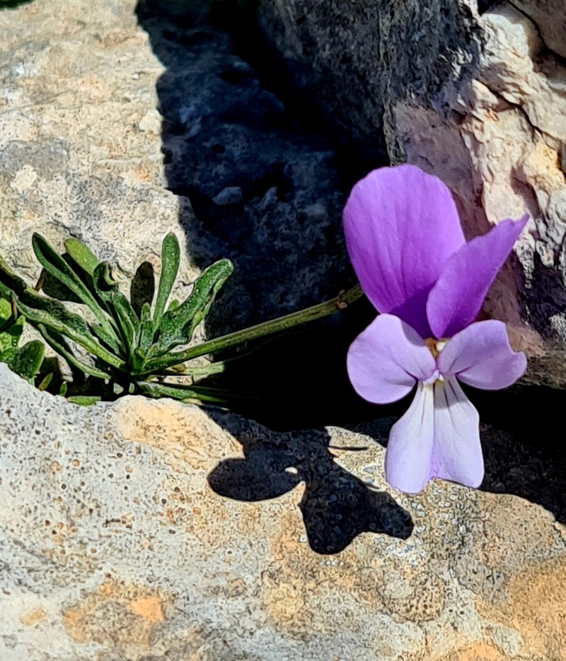 Viola cephalonica photo 7