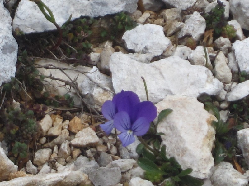 Viola cephalonica photo 8