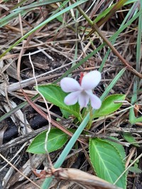 Viola cerasifolia