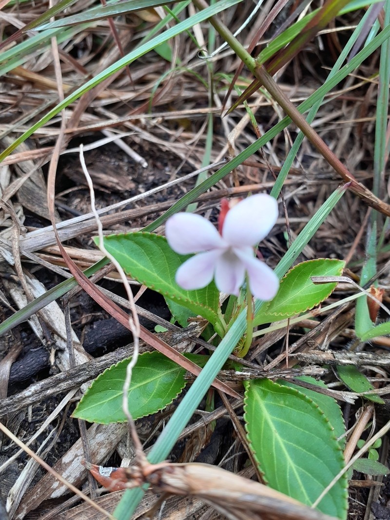 Viola cerasifolia