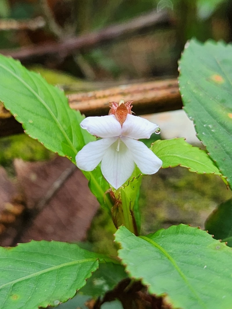 Viola cerasifolia photo 2