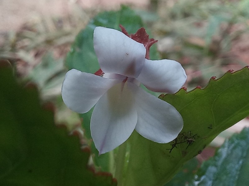 Viola cerasifolia photo 3