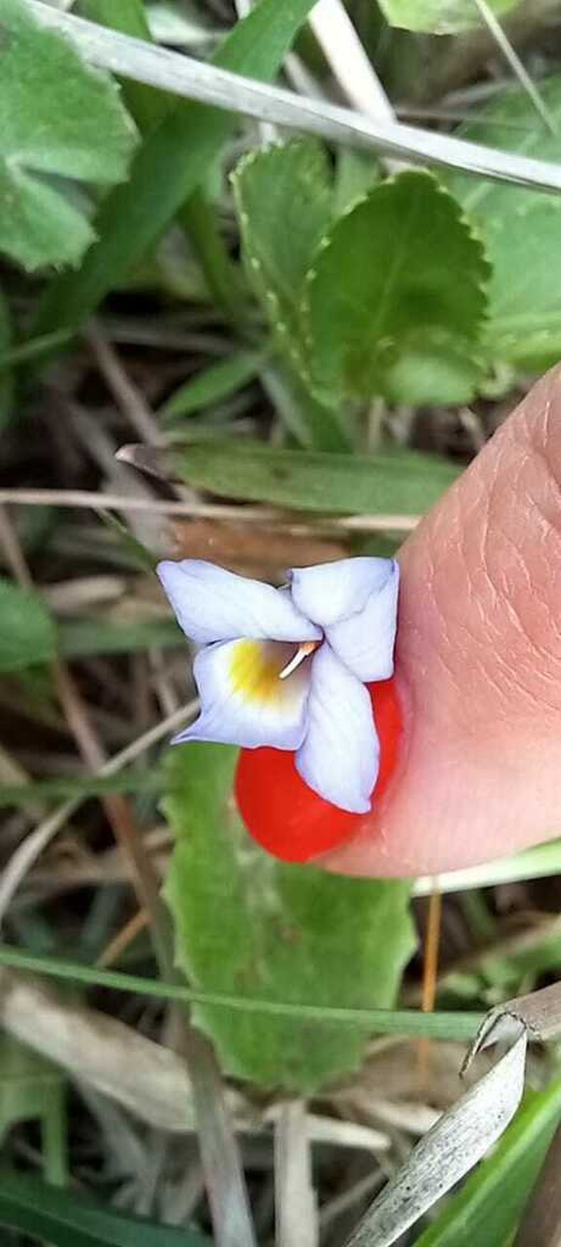 Viola cerasifolia photo 4