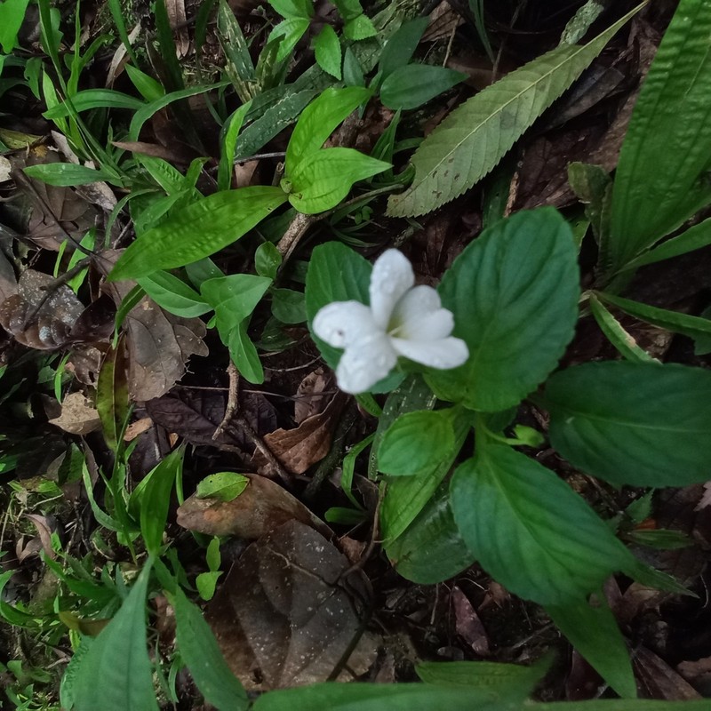 Viola cerasifolia photo 5