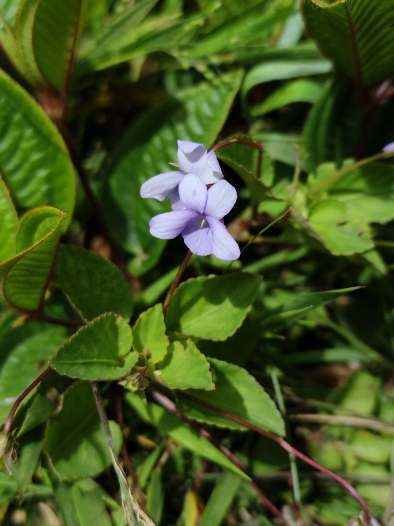 Viola cerasifolia photo 6