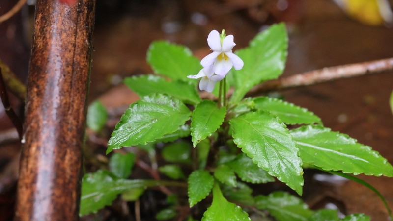 Viola cerasifolia photo 7