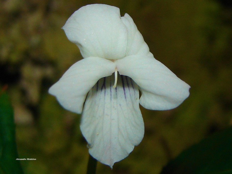 Viola cerasifolia photo 8